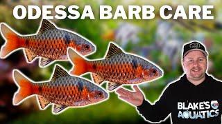 You Need to Try These! Odessa Barb Care and Breeding Guide