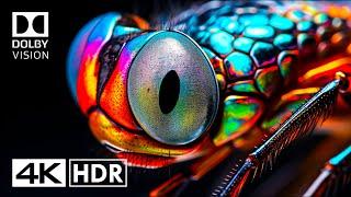 True Clarity in 4K HDR 120FPS Dolby Vision - 4K Video ULTRA HD