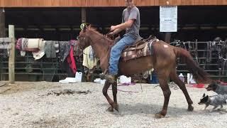 Unavailable 249- 14.2h 8 yr old sorrel mare $575 DEADLINE 8/4/23