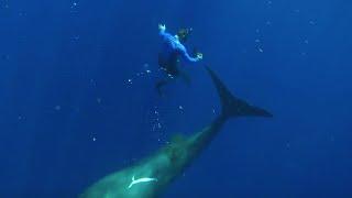 Swimming with Sperm Whales | Super Giant Animals | BBC Earth