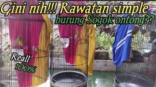 Rawatan simple burung sogok ontong /moal tahan pokonmh 