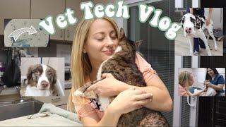 Day In The Life of a Vet Tech | Vet Tech Vlog | Veterinary Technician