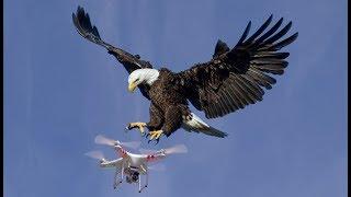 Eagle vs Drone, Eagle Attack Drone (Short Video).