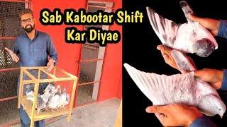 Joro Waly Sab Kabootar Shift Kar Diyae | Hashim Mahmood Pigeons