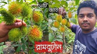 রামবুটান ১০টি জাত হাকিকত নার্সারিতে | Rambutan | Gardening Bangladesh