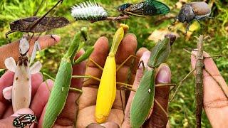 Amazing:hunting various types of beautiful praying mantis|beetles|cicadas|Insect