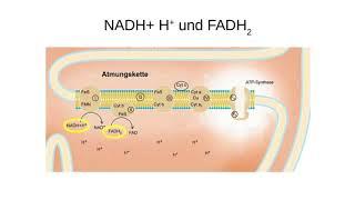 Mechanismus der oxydativen Phosphorylierung