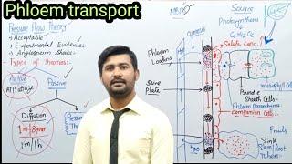 14.6 Pressure Flow Theory | Mechanism of Phloem Transport | Fsc Biology 11