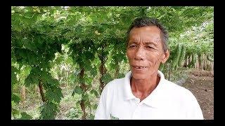 Manong Totoy from Gingoog City and his own way of growing Bitter gourd