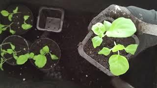 How to transplant eggplant seedlings, repot aubergine seedlings, transplant tips: MattMagnusson.com
