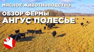 Обзор фермы | Развитие фермерского хозяйства | Мясное животноводство
