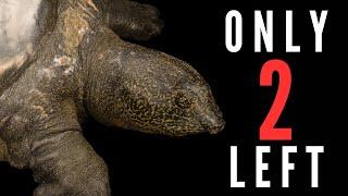 10 of the RAREST Animals on Earth - Part 2