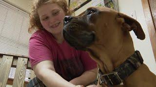 Dog swallows fork eating pumpkin pie