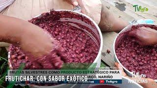 Frutichar: con sabor exótico - TvAgro por Juan Gonzalo Angel Restrepo