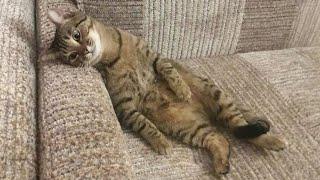 10 Minutes of the Laziest CATS  Funny Cats Videos 2023