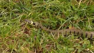 Grass Snakes move with surprising speed