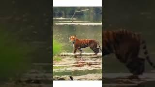 panthera tigris tigris #bardianationalpark #deepintothejungle