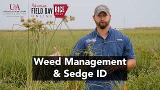 2021 Arkansas Rice Field Day: Weed Control & Sedge Identification