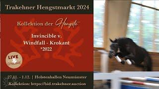 37 - Invincible - Hengst v. Windfall - Krokant *2022