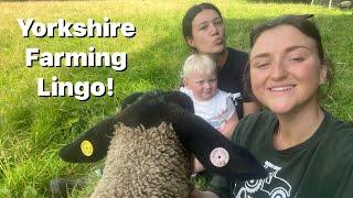 Farming Terms for Newbies! Yorkshire Sheep Language!