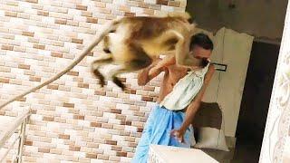 Male langur attacking the grand father but his grandsons are playing with baby langurs