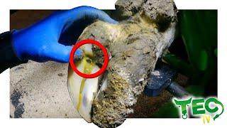 MASSIVE LESION in Cows Hoof  **PUS WARNING!!**