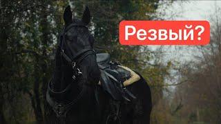 Обзор на взрывного жеребца. Галоп по реке | Александр Обжерин