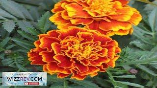 Sparky Marigold Seed Mix seeds $.99/pack Seeds Review