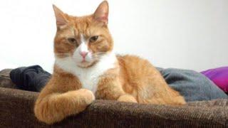 Funny Orange CATS with two braincells you will remember and LAUGH all day!