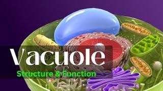 Vacuole, || Vacuole structure and function, || Vacuole class 11