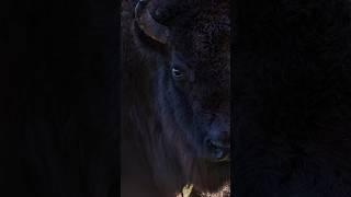 Yellowstone National Park BISON. #wildlife #photography #wildlifephotography #yellowstone  #nikon