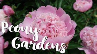  Visiting the Largest Peony Garden in the Country! 