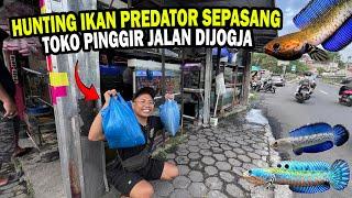 KAGET MODAL 200RIBU!! BORONG IKAN DI TOKO IKAN DI PINGGIR JALAN  JOGJA DAPAT BANYAK