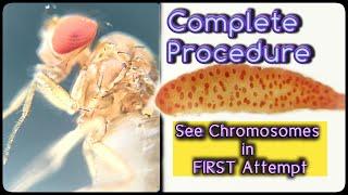 Polytene Chromosomes | Drosophila Salivary Glands Dissection