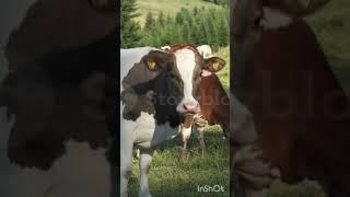 Heartfelt Bonds: The Remarkable Friendships of Cows"