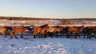 Башкирские жеребята на продажу. Ставка 2020. От 30 тысяч.