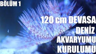 EN BASİT DENİZ AKVARYUMU KURULUMU 120 CM AKVARYUMA GEÇTİK