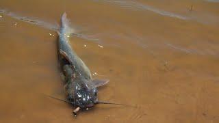 Ask an Angler: Virtual Fishing Course (Spawning Catfish Fishing Tips)