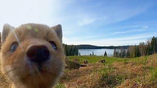Adorable critters find the hidden spy cam | #HelloSpringCBC