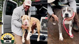 A motley crew of rescues pulled from euth-lists and kill shelters arrives | The Asher House
