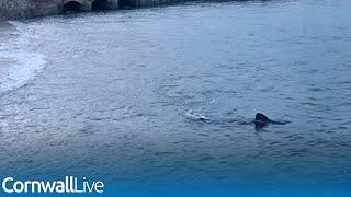 Massive basking shark videoed swimming in St Ives harbour