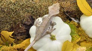 cappuccinos and Sable crested gecko value dropping why ?