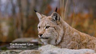 The Eurasian Lynx film