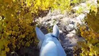 Cruising through aspens at around 10,000 feet