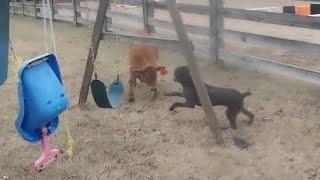 Mischievous calves!!!