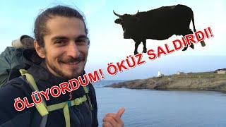 ÖLÜYORDUM! ÖKÜZ SALDIRDI! Sinop İnceburun Vlog