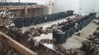 Snail farm breeding room 2019 kerry escargot