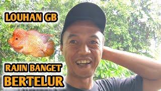 BERTELUR LAGI IKAN LOUHAN || UPDATE IKAN LOUHAN GB