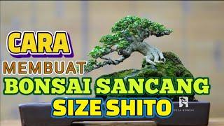 Cara Membuat Bonsai Sancang Size Shito #bonsai #bonsaisancang #bonsaishito #bonsaimame