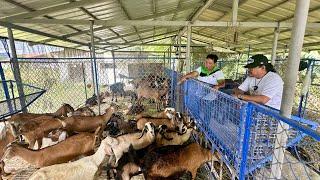 Nakapag Paaral ng Anak sa College dahil lang sa Pag-aalaga ng Kambing